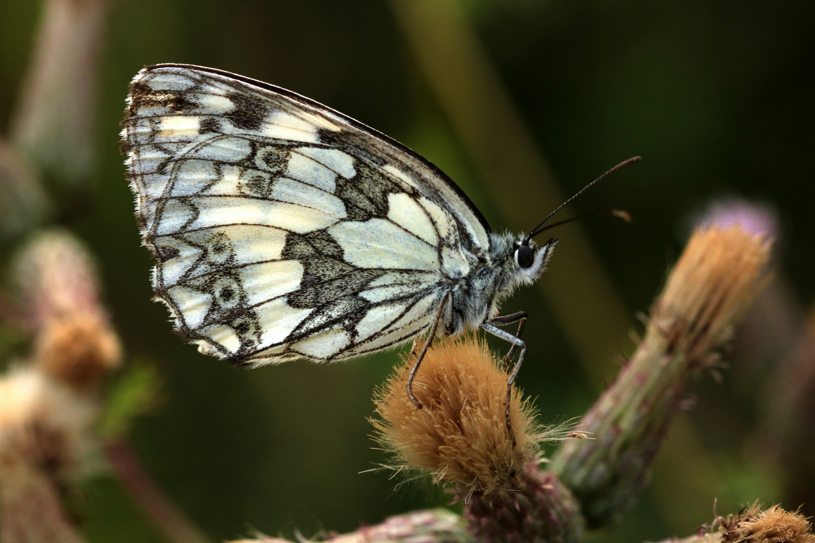 Schmetterling des Jahres