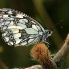 Schmetterling des Jahres