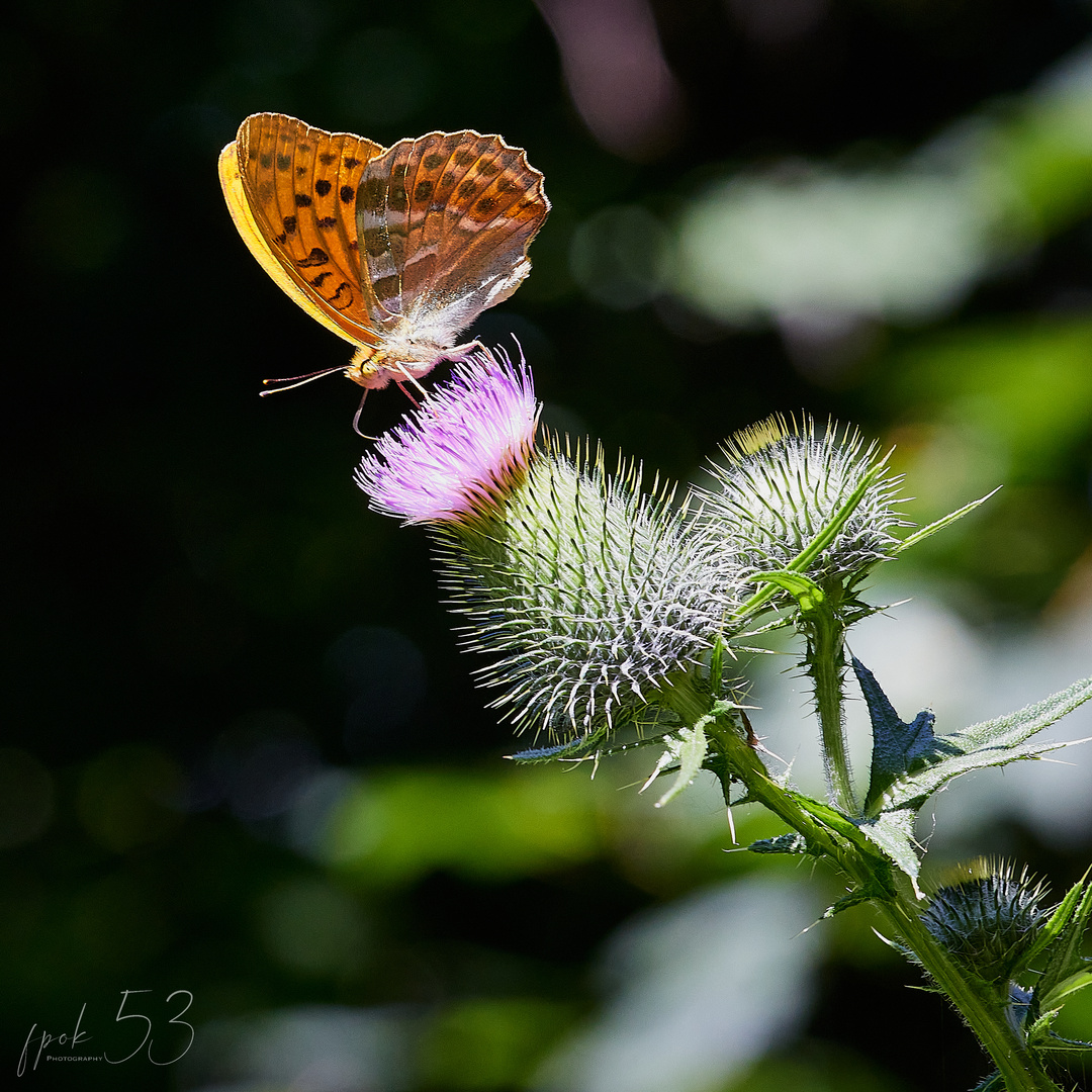 Schmetterling des Jahres (Kaisermantel)