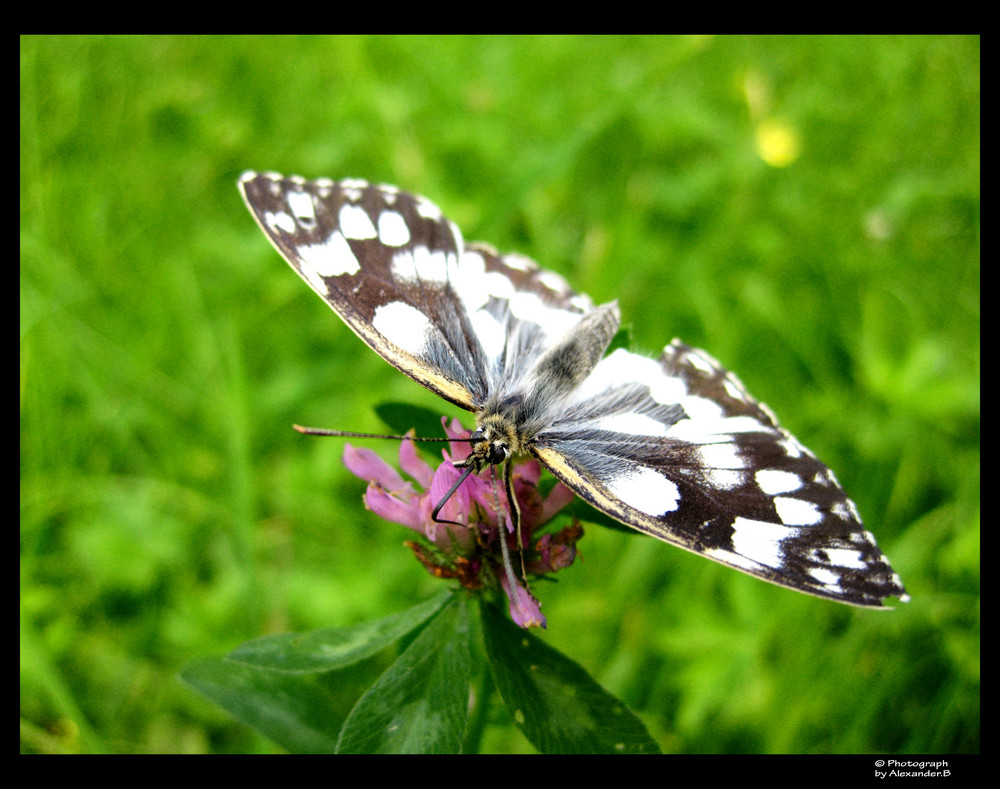 Schmetterling (detail)