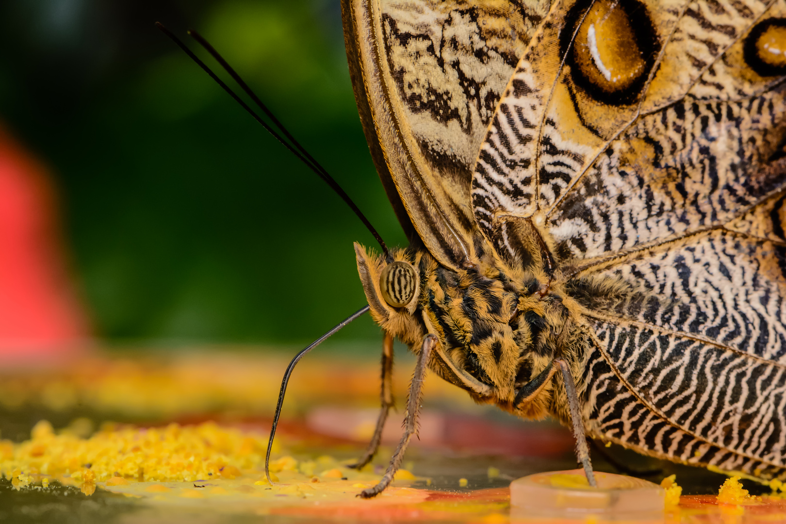 Schmetterling Detail
