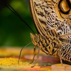 Schmetterling Detail