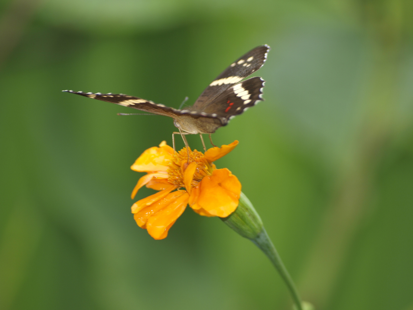 Schmetterling Detail