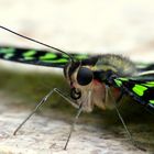 Schmetterling Detailaufnahme