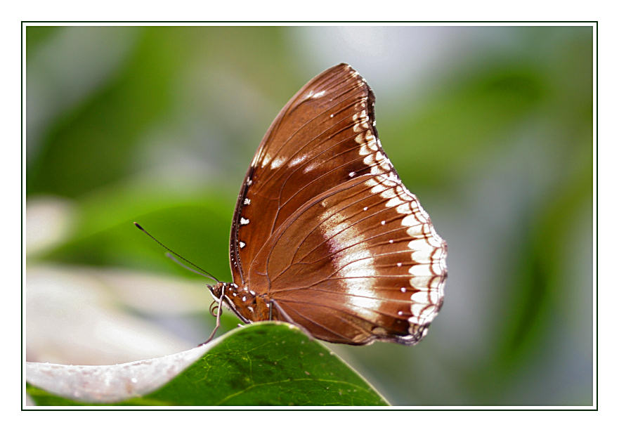 Schmetterling-Details