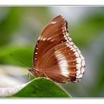 Schmetterling-Details