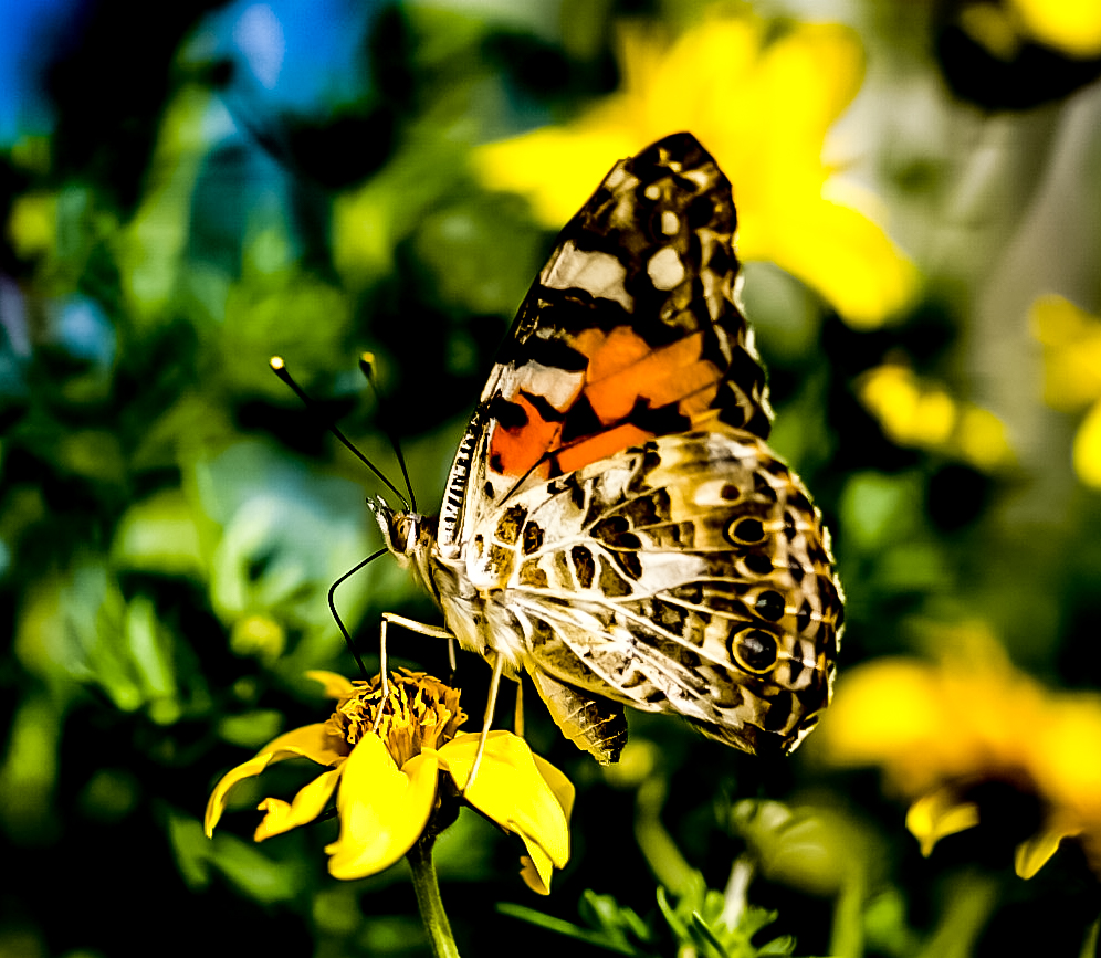 Schmetterling