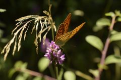 Schmetterling