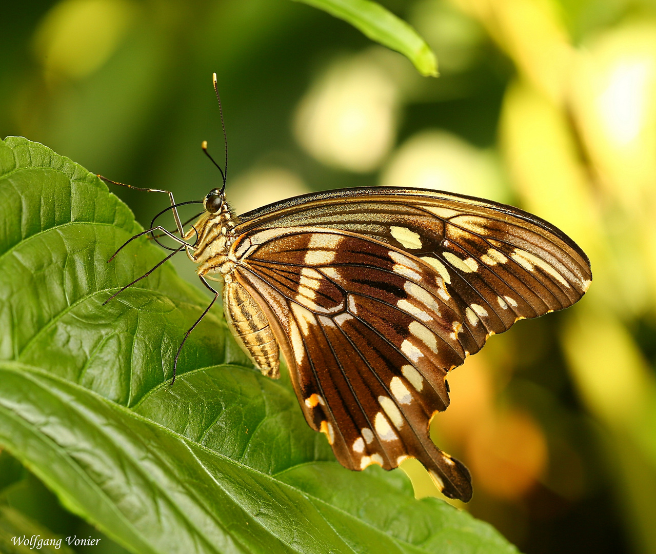 Schmetterling