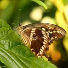 Schmetterling