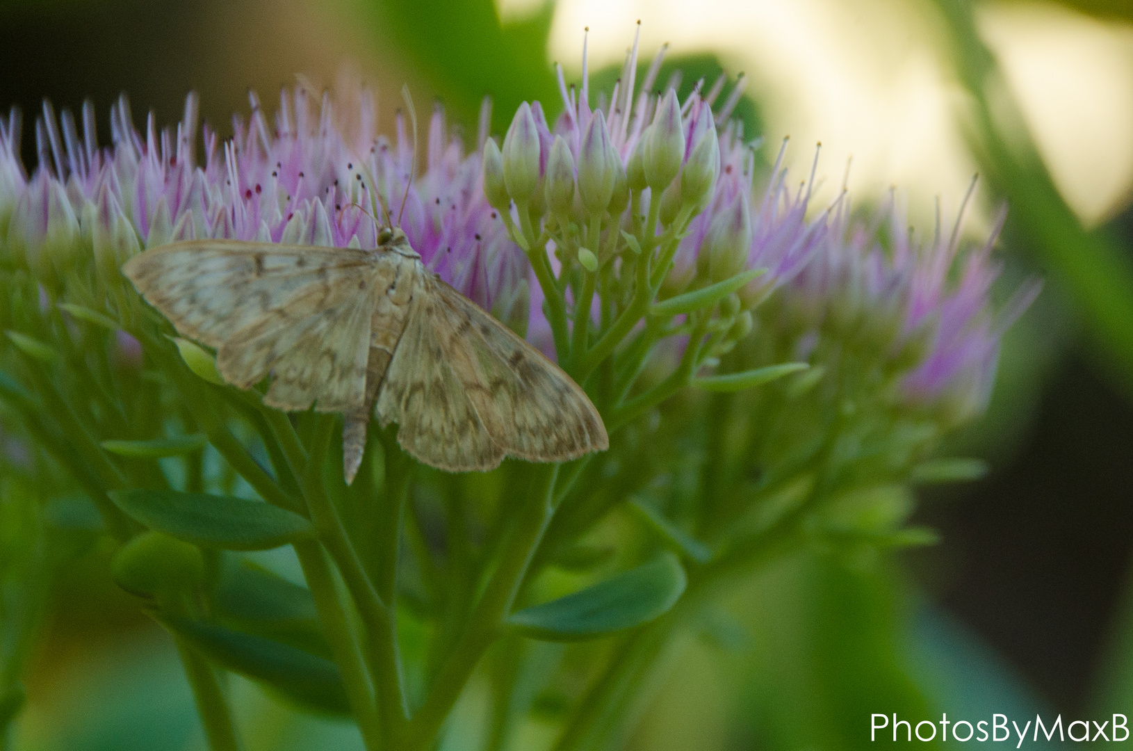 Schmetterling