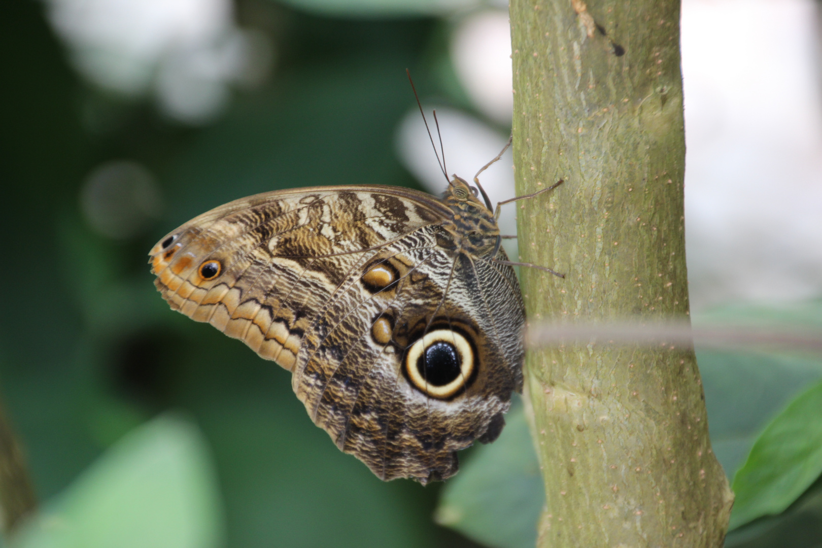 Schmetterling