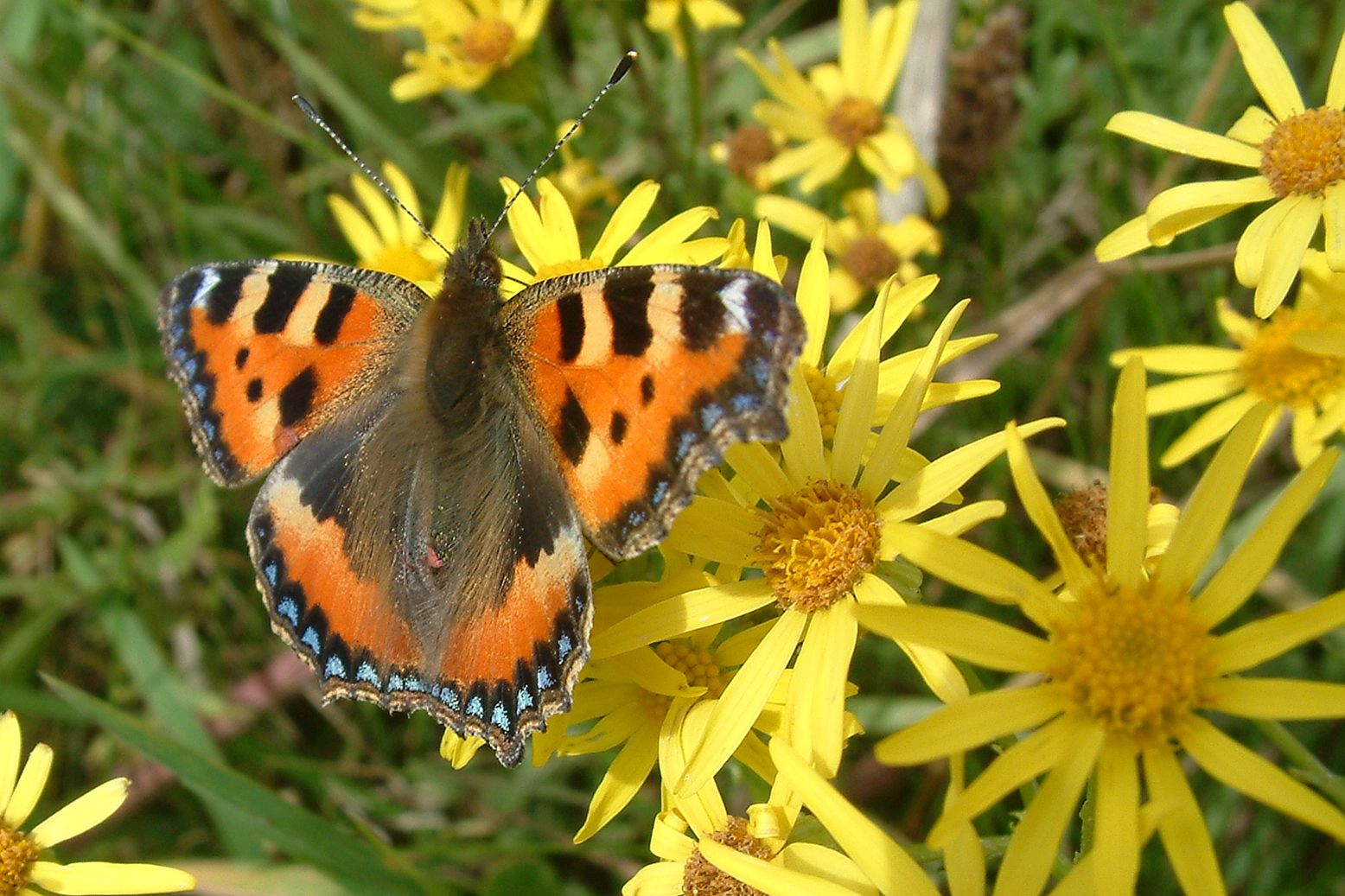 Schmetterling