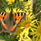 Schmetterling