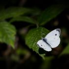 Schmetterling