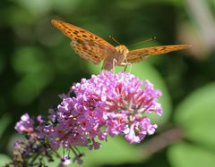 Schmetterling