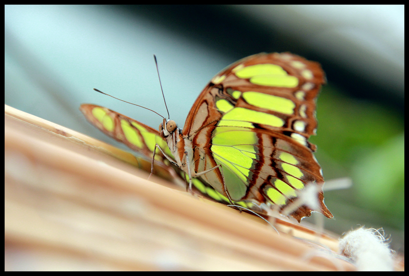 Schmetterling