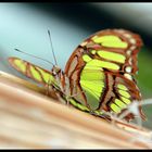 Schmetterling