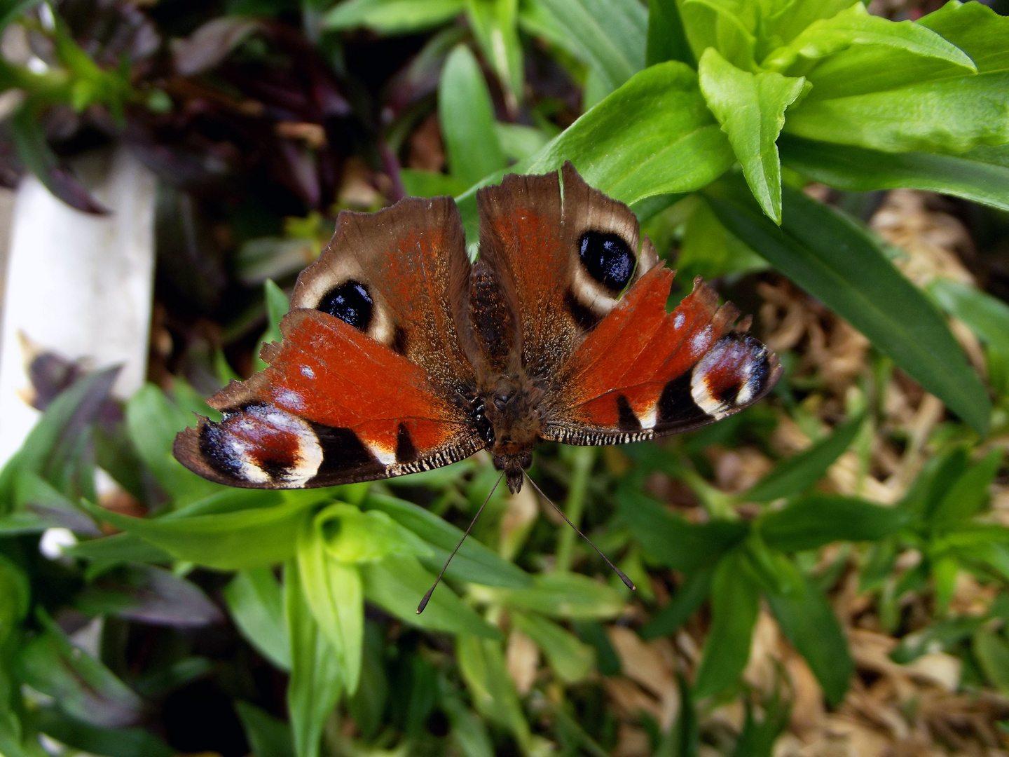 Schmetterling