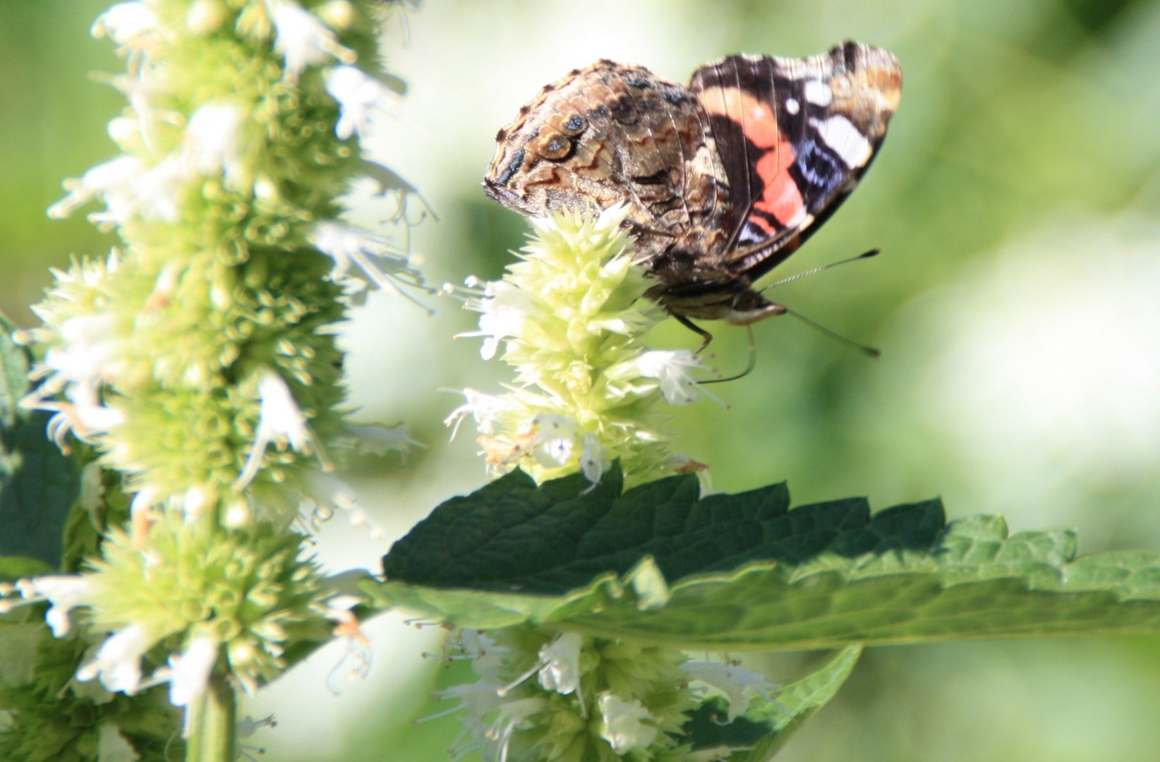 Schmetterling