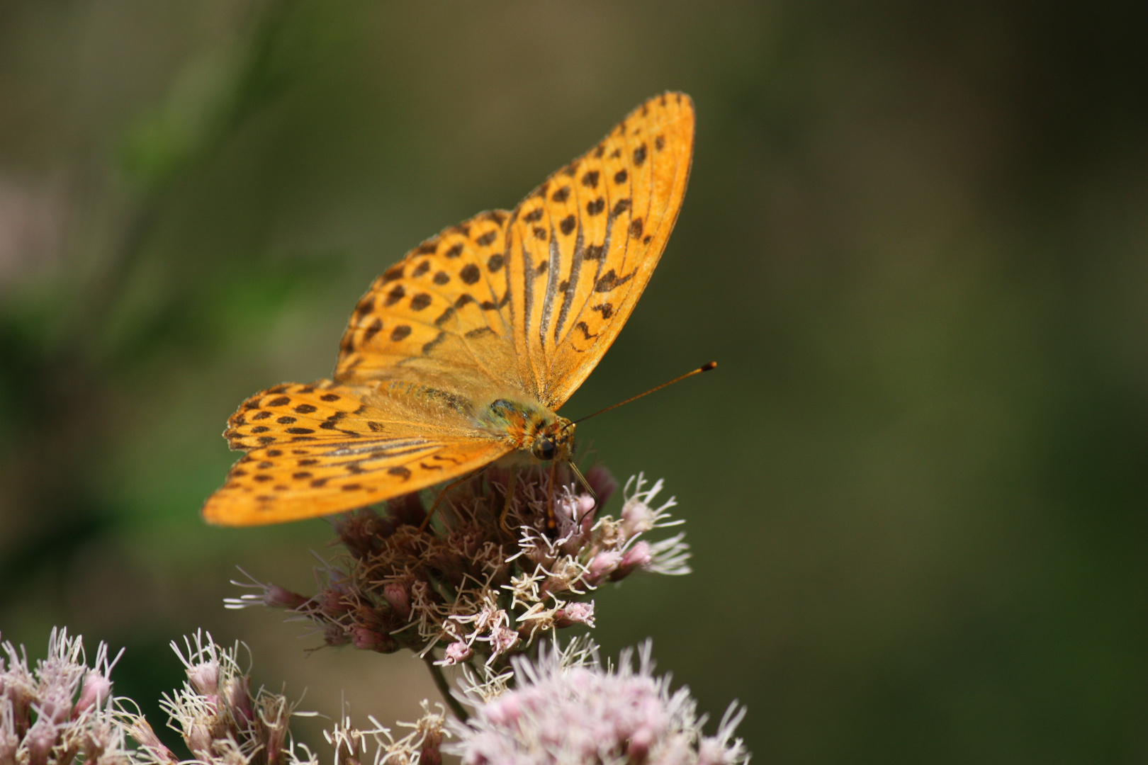 Schmetterling