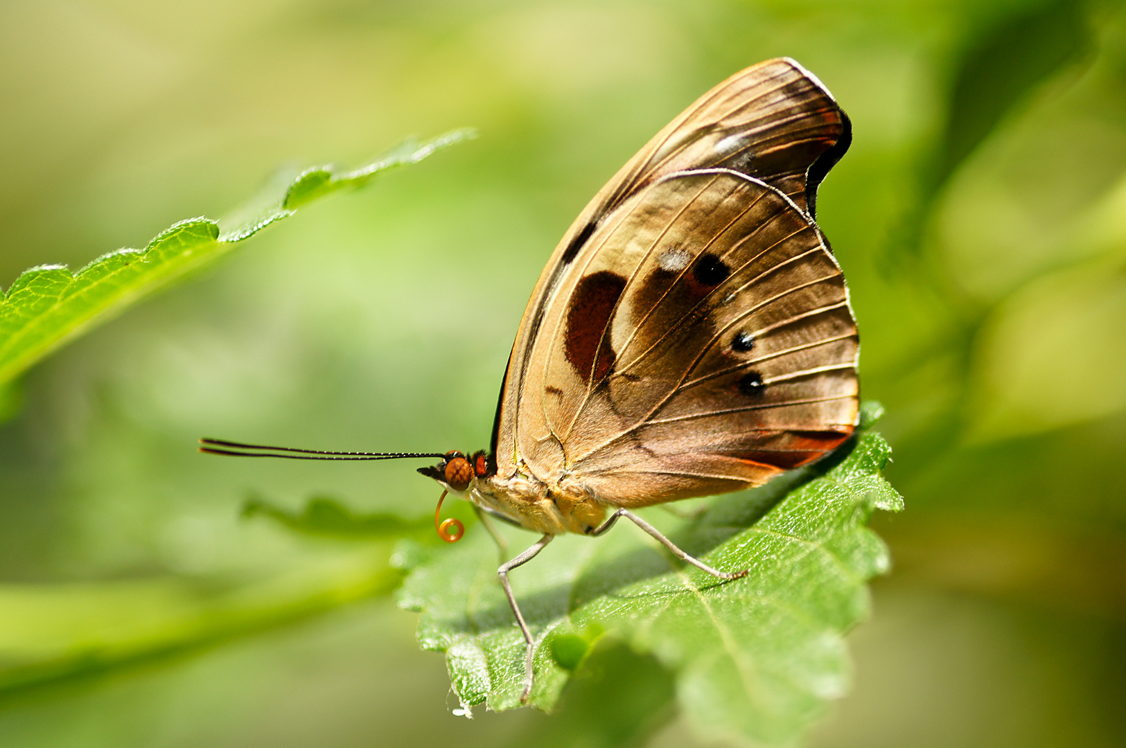 Schmetterling