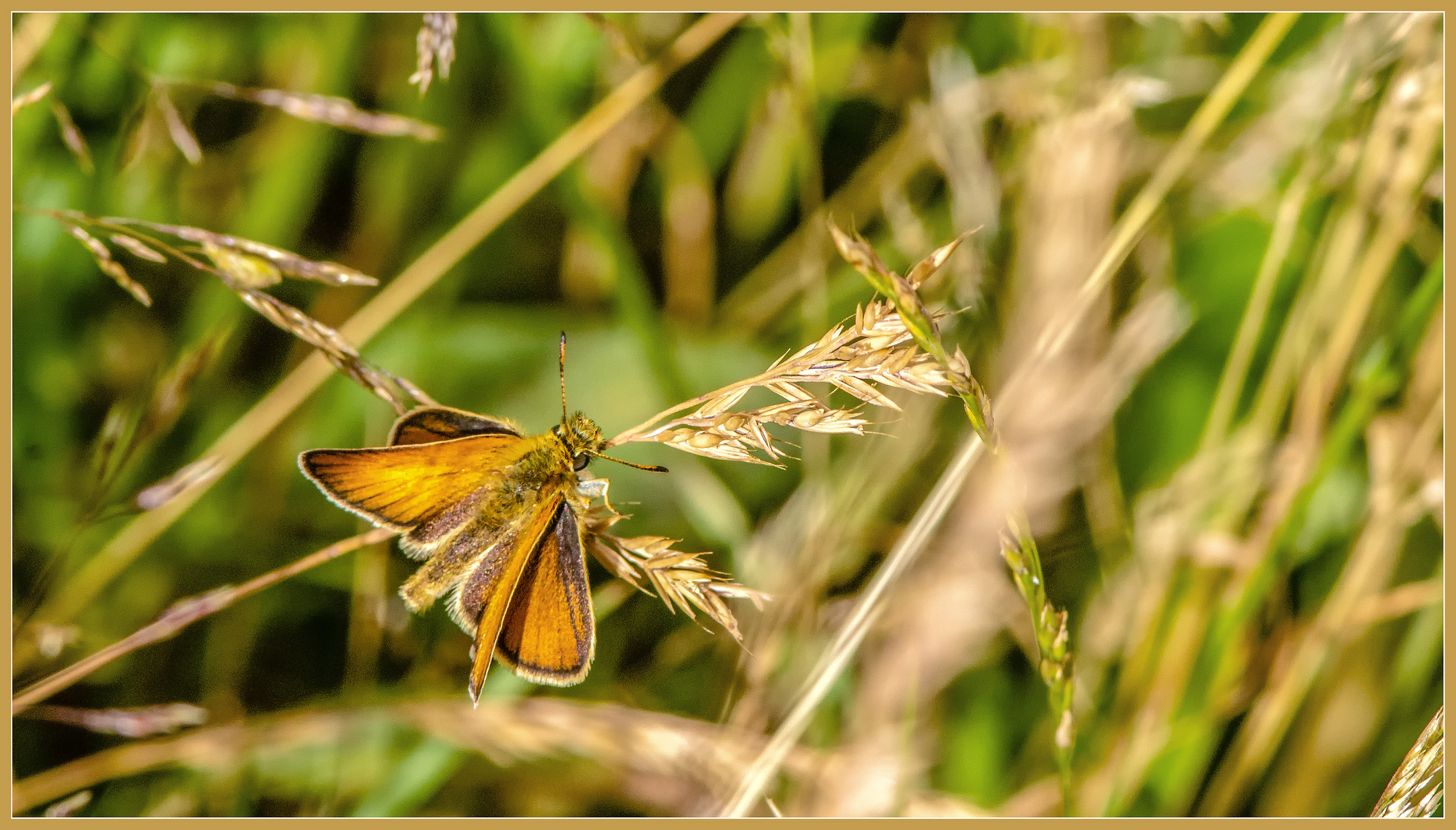 Schmetterling ... Dickkopffalter