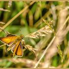 Schmetterling ... Dickkopffalter