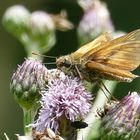 Schmetterling (Dickkopffalter)