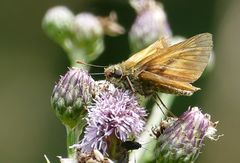 Schmetterling (Dickkopffalter)