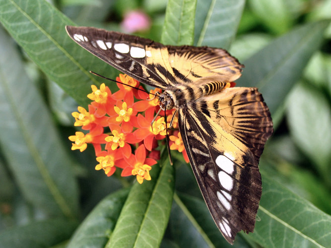 Schmetterling die 1.