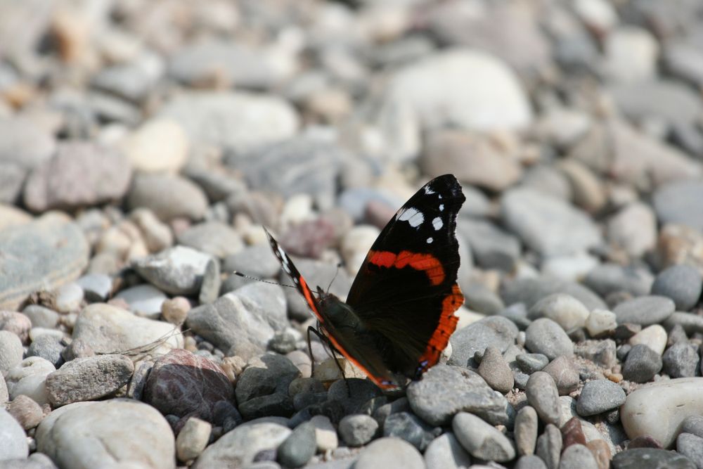 Schmetterling die Erste