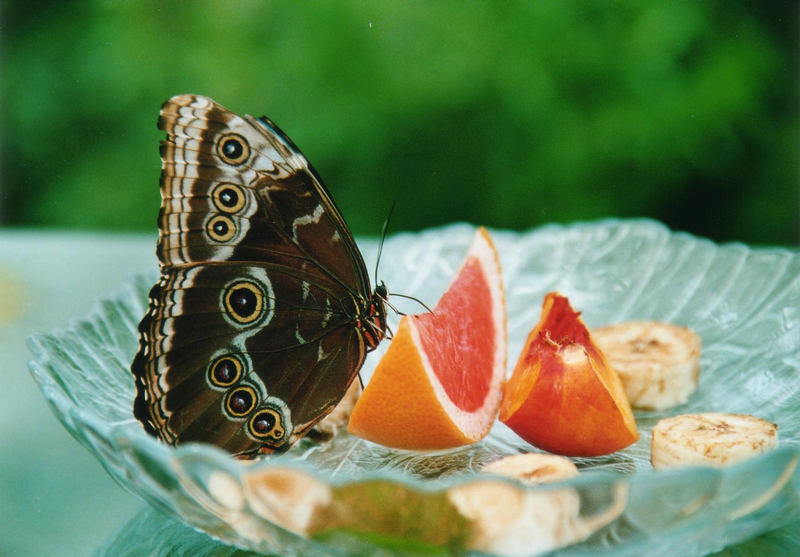 Schmetterling (Die süßeste Versuchung)