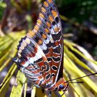 Schmetterling die Zweite