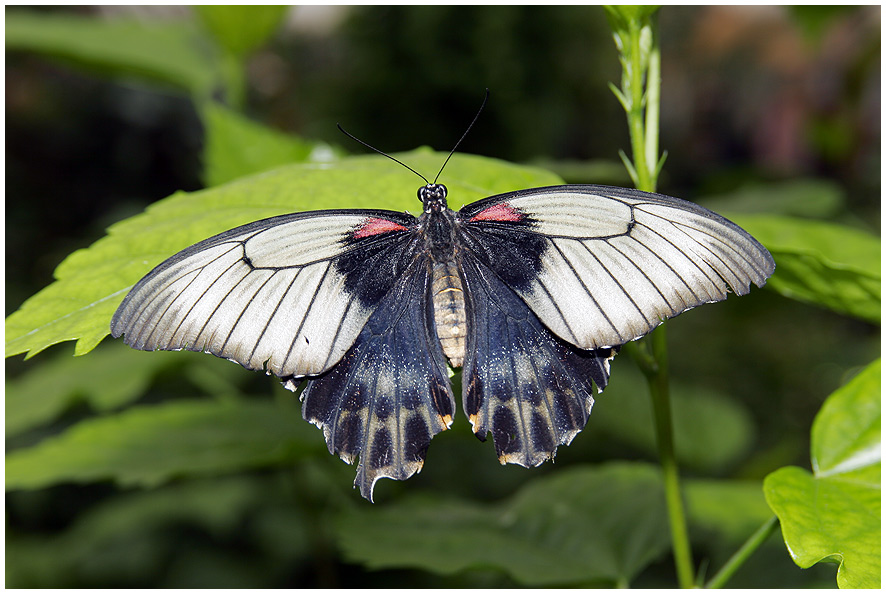 Schmetterling die Zweite... ;-)