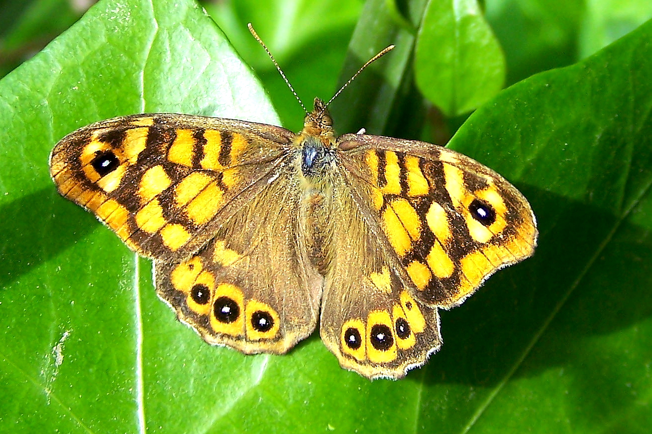 Schmetterling, die Zweite