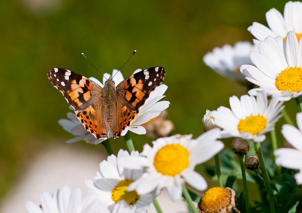 Schmetterling, die zweite