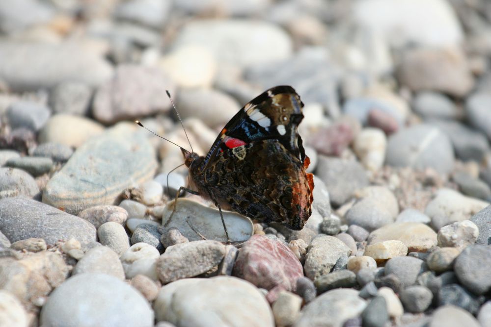 Schmetterling die Zweite