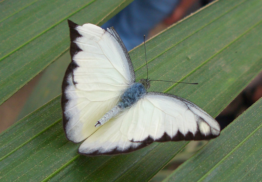 Schmetterling die Zweite