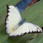 Schmetterling die Zweite