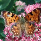 Schmetterling - Dieser C-Falter sieht schon arg "alt" aus