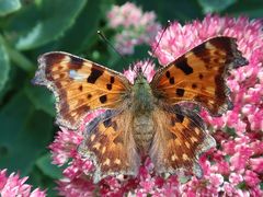 Schmetterling - Dieser C-Falter sieht schon arg "alt" aus