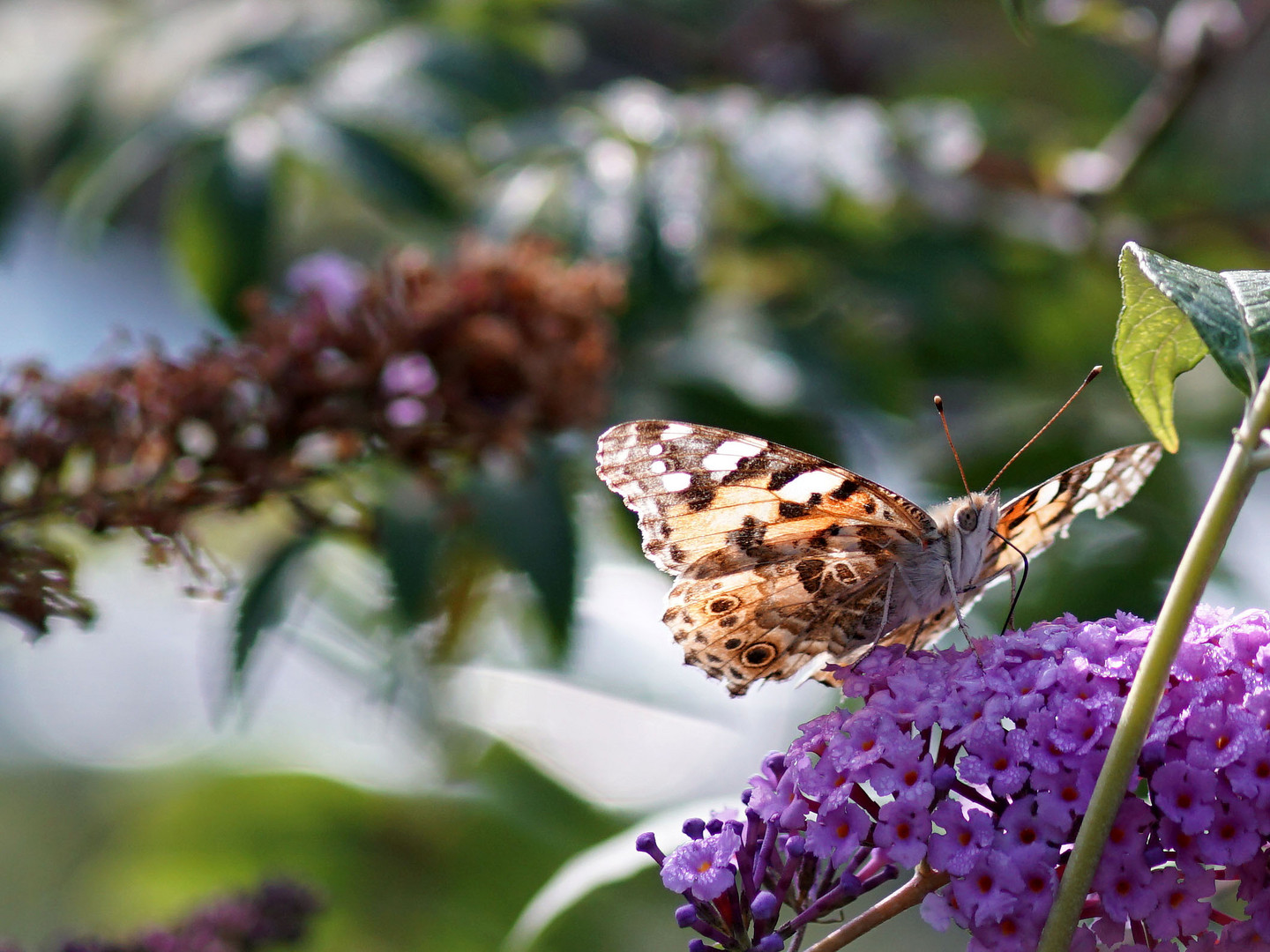 schmetterling Distelfalter