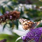 schmetterling Distelfalter