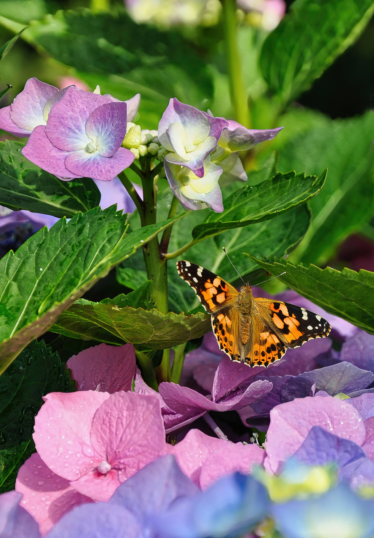 Schmetterling Distelfalter