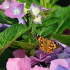 Schmetterling Distelfalter