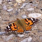 Schmetterling Distelfalter