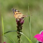 Schmetterling Distelfalter