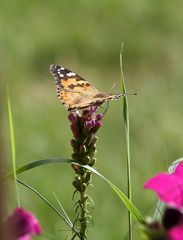 Schmetterling Distelfalter