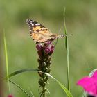 Schmetterling Distelfalter